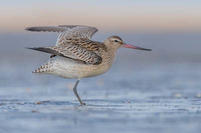 <i class='fa fa-user'></i> Hans Overduin |   Rosse Grutto  <i class='fa fa-eye'> 247</i>  <i class='fa fa-thumbs-up'> 20</i>   <i class='fa fa-comment-o'> 11</i>