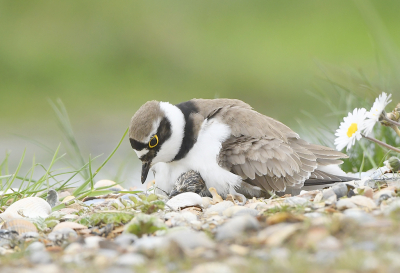 <i class='fa fa-user'></i> henkdikkers |   Kleine Plevier  <i class='fa fa-eye'> 274</i>  <i class='fa fa-thumbs-up'> 23</i>   <i class='fa fa-comment-o'> 13</i>