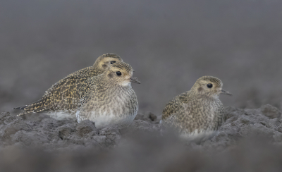 <i class='fa fa-user'></i> Fred |   Goudplevier  <i class='fa fa-eye'> 277</i>  <i class='fa fa-thumbs-up'> 16</i>   <i class='fa fa-comment-o'> 13</i>