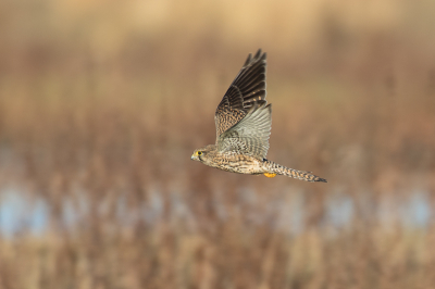 Torenvalken zijn in de nieuwe driemanspolder, Zoetermeer/Leidschendam, veel te vinden. Ze zijn niet al te schuw en goed fotografeerbaar. Gelukkig werkte het zonnetje dit keer mee.