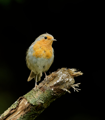 Foto is gemaakt vanuit een vogelhut en camera op statief.
Doordat het licht op de vogel viel is de achtergrond bijna zwart geworden.