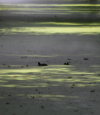 <i class='fa fa-user'></i> Fons Hoiting |   Meerkoet  <i class='fa fa-eye'> 214</i>  <i class='fa fa-thumbs-up'> 16</i>   <i class='fa fa-comment-o'> 13</i>