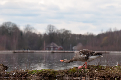 een oer-Hollandse foto, water, boerderijen, en uiteraard de welbekende gans. Entje uit het  archief, maar ik blijf het een mooi beeld om naar te kijken. hoewel ik op die plek was om de IJsvogel te fotograferen, moest ik het doen met deze Gans. iets minder kleurrijk, maar wie de eenvoud niet eert....