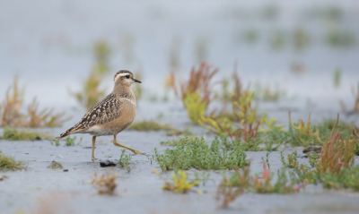 Hoewel de Morinelplevier regelmatig vrij dicht bij kwam gekozen voor een opname met wat meer omgeving rond de vogel.