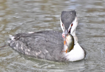 Tijdens een bezoek aan de Zevenhuizerplas werd mijn aandacht getrokken door een fuut die binnen enkele minuten wel vier baarzen ving.