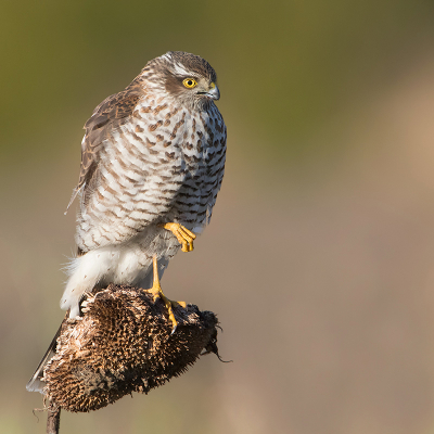 <i class='fa fa-user'></i> Alfred Berkhof |   Sperwer  <i class='fa fa-eye'> 334</i>  <i class='fa fa-thumbs-up'> 29</i>   <i class='fa fa-comment-o'> 8</i>