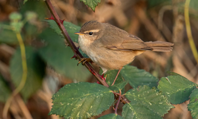 <i class='fa fa-user'></i> Carlo |   Bruine Boszanger  <i class='fa fa-eye'> 293</i>  <i class='fa fa-thumbs-up'> 13</i>   <i class='fa fa-comment-o'> 7</i>