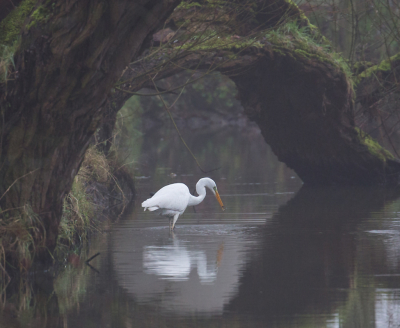 Vogel foto: Ardea alba / Grote Zilverreiger / Great Egret