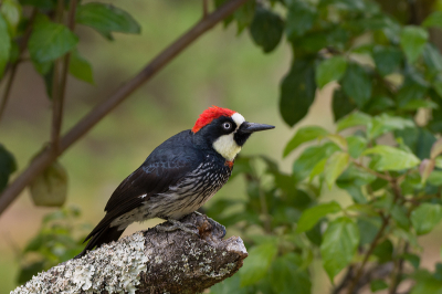 Vogel foto: Melanerpes formicivorus / Eikelspecht / Acorn Woodpecker