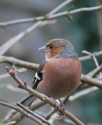 Met mijn nieuwe camera schoot ik dit plaatje van een vink mannetje. Benieuwd naar tips en tops om van te leren!