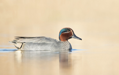 <i class='fa fa-user'></i> keesvanderklauw |   Wintertaling  <i class='fa fa-eye'> 474</i>  <i class='fa fa-thumbs-up'> 18</i>   <i class='fa fa-comment-o'> 15</i>