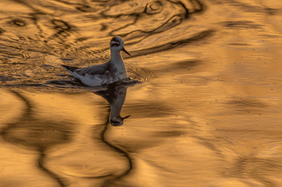 <i class='fa fa-user'></i> Hans Overduin |   Rosse Franjepoot  <i class='fa fa-eye'> 253</i>  <i class='fa fa-thumbs-up'> 15</i>   <i class='fa fa-comment-o'> 18</i>