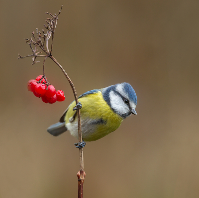 <i class='fa fa-user'></i> Annie Keizer |   Pimpelmees  <i class='fa fa-eye'> 209</i>  <i class='fa fa-thumbs-up'> 16</i>   <i class='fa fa-comment-o'> 23</i>