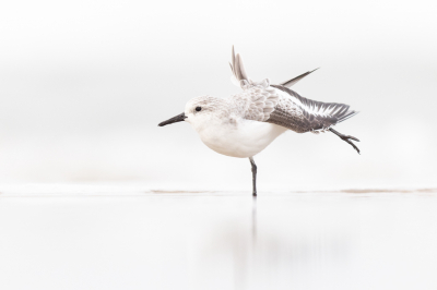 Vogel foto: Calidris alba / Drieteenstrandloper / Sanderling