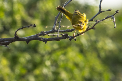 De gele zanger is een algemeen voorkomende zangvogel hier op Curaao. Het is echter een heel bewegelijk vogeltje en meestal tussen de taken en bladeren. Dit was een toevalstreffer. Geeft ook een mooie aanpassing weer. Hij maakt gebruik van het spinnenweb. Hoeft daardoor dus niet zelf insecten te vangen. Ik heb ook twee vervolgfoto's, waar je het web aan zijn snavel ziet plakken. Elk klein zangvogeltje probeer ik nu te fotograferen, omdat het nu overwinterseizoen is van zangers uit Noord Amerika.