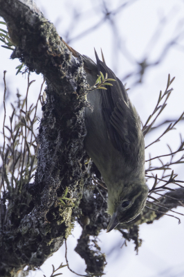 <i class='fa fa-user'></i> Paul van Giersbergen |   Roodstaartbladspeurder  <i class='fa fa-eye'> 175</i>   <i class='fa fa-comment-o'> 1</i>