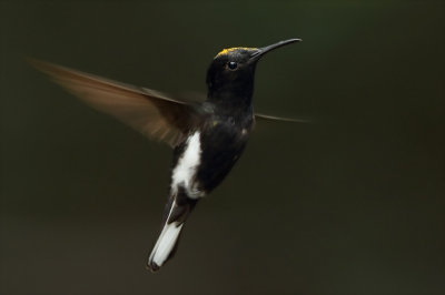 <i class='fa fa-user'></i> Martjan Lammertink |   Rouwkolibrie  <i class='fa fa-eye'> 178</i>  <i class='fa fa-thumbs-up'> 8</i>   <i class='fa fa-comment-o'> 6</i>