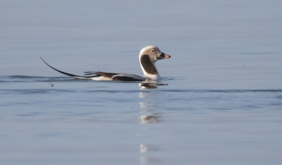 Vogel foto: Clangula hyemalis / IJseend / Long-tailed Duck