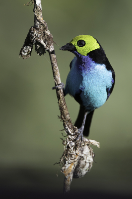 Bird picture: Tangara chilensis / Paradijstangare / Paradise Tanager