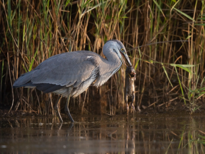 Er was niet veel te beleven alleen een blauwe reiger tot de rat langs liep.