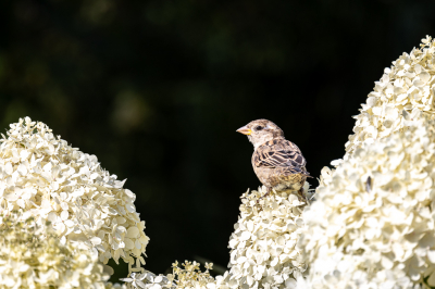 Na aankoop van de Canon RF 800 f/11 deze eens gaan proberen op de R6 in de achtertuin.
Er zitten heelveel mussen en deze gaan vaak op de hortensia's zitten en pikken daar zaadjes en insecten weg. Leuk om te zien, en het resultaat valt mij niet tegen voor de prijs van deze lens.