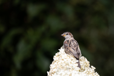 Na aankoop van de Canon RF 800 f/11 deze eens gaan proberen op de R6 in de achtertuin.
Er zitten heelveel mussen en deze gaan vaak op de hortensia's zitten en pikken daar zaadjes en insecten weg. Leuk om te zien, en het resultaat valt mij niet tegen voor de prijs van deze lens.