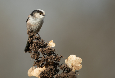 Vogel foto: Aegithalos caudatus / Staartmees / Long-tailed Tit