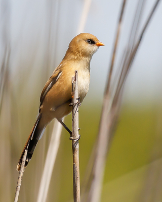 Een foto uit het eerste jaar dat we vogels zijn gaan kijken en proberen er een foto van te maken....
Tijdens een wandeling door het Zwanenwater zit er ineens een fantastisch mooi vogeltje voor mij op een rietstengel. Ik had werkelijk geen idee welke tropische verrassing ik zag. Ik kon een paar foto's maken en heb later aan een bevriende vogelaar gevraagd wat of het was. Ik weet nog precies waar of het was, als we er nu lopen moet ik altijd denken aan dit moment.
Misschien niet de beste foto, maar voor mij wel heel dierbaar.