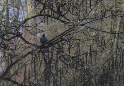 <i class='fa fa-user'></i> sieb |   Meerkoet  <i class='fa fa-eye'> 396</i>  <i class='fa fa-thumbs-up'> 15</i>   <i class='fa fa-comment-o'> 18</i>