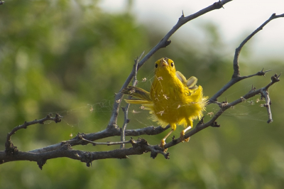 <i class='fa fa-user'></i> robkelder |   Gele Zanger  <i class='fa fa-eye'> 232</i>  <i class='fa fa-thumbs-up'> 2</i>   <i class='fa fa-comment-o'> 3</i>