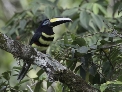 Vogel foto: Pteroglossus pluricinctus / Dubbelbandarassari / Many-banded Aracari