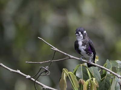 <i class='fa fa-user'></i> Paul van Giersbergen |   Witkeeldwergcotinga  <i class='fa fa-eye'> 143</i>  <i class='fa fa-thumbs-up'> 1</i>   <i class='fa fa-comment-o'> 3</i>