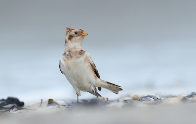 Vogel foto: Plectrophenax nivalis / Sneeuwgors / Snow Bunting