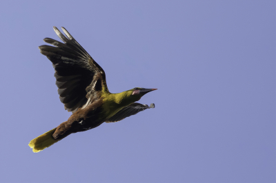 <i class='fa fa-user'></i> Paul van Giersbergen |   Paroropendola  <i class='fa fa-eye'> 164</i>  <i class='fa fa-thumbs-up'> 1</i>   <i class='fa fa-comment-o'> 2</i>