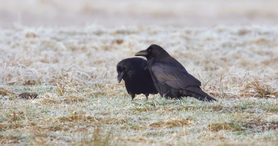 Vogel foto: Corvus corax / Raaf / Northern Raven