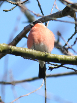 300mm 1/400 f6.3 gecropt.