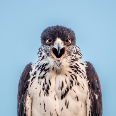 <i class='fa fa-user'></i> harrie69 |   Vechtarend  <i class='fa fa-eye'> 339</i>  <i class='fa fa-thumbs-up'> 1</i>   <i class='fa fa-comment-o'> 10</i>