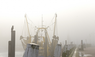 <i class='fa fa-user'></i> josephine |   Aalscholver  <i class='fa fa-eye'> 135</i>  <i class='fa fa-thumbs-up'> 2</i>   <i class='fa fa-comment-o'> 20</i>