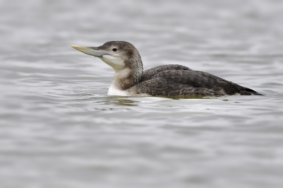 <i class='fa fa-user'></i> Jaap |   Geelsnavelduiker  <i class='fa fa-eye'> 436</i>  <i class='fa fa-thumbs-up'> 13</i>   <i class='fa fa-comment-o'> 11</i>