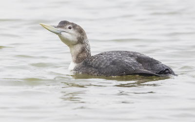 <i class='fa fa-user'></i> Lennart Verheuvel | Geelsnavelduiker  <i class='fa fa-eye'> 396</i>  <i class='fa fa-thumbs-up'> 14</i>   <i class='fa fa-comment-o'> 7</i>