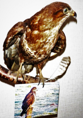 <i class='fa fa-user'></i> hesterb |   Buizerd  <i class='fa fa-eye'> 181</i>   <i class='fa fa-comment-o'> 19</i>