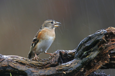 <i class='fa fa-user'></i> Gejo Wassink |   Keep  <i class='fa fa-eye'> 120</i>  <i class='fa fa-thumbs-up'> 6</i>   <i class='fa fa-comment-o'> 18</i>