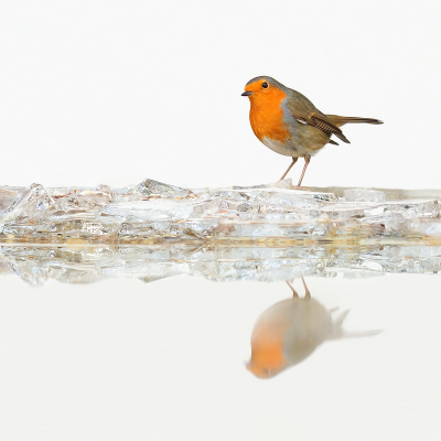 <i class='fa fa-user'></i> corvanspijk |   Roodborst  <i class='fa fa-eye'> 126</i>  <i class='fa fa-thumbs-up'> 5</i>   <i class='fa fa-comment-o'> 19</i>