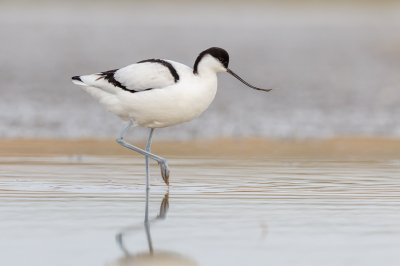 <i class='fa fa-user'></i> Katoo |   Kluut  <i class='fa fa-eye'> 283</i>  <i class='fa fa-thumbs-up'> 15</i>   <i class='fa fa-comment-o'> 17</i>