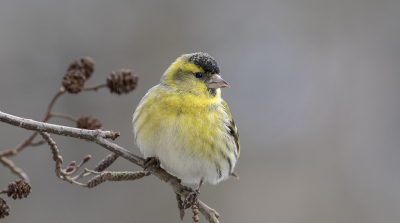 Een aantal jaar geleden tijdens net zulk grijs weer als deze maanden was er een flinke invasie van sijsjes in het voorjaar. De tuin en bomen rondom het huis zaten vol met deze kweteraars die op het vogelvoer afkwamen.