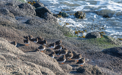 <i class='fa fa-user'></i> Harrie51 |   Steenloper  <i class='fa fa-eye'> 95</i>   <i class='fa fa-comment-o'> 18</i>