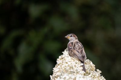 Na aankoop van de Canon RF 800 f/11 eens gaan experimenteren in de achtertuin.
Er zitten heelveel mussen en deze gaan vaak op de hortensia's zitten en pikken daar zaadjes en insecten weg. Leuk om te zien.