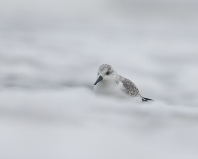 <i class='fa fa-user'></i> Henk Wiebe van der Meulen |   Drieteenstrandloper  <i class='fa fa-eye'> 112</i>  <i class='fa fa-thumbs-up'> 1</i>   <i class='fa fa-comment-o'> 19</i>