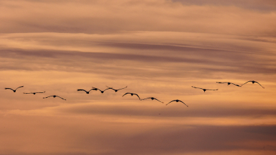 Met een groep leden van de VNFA (Apeldoorn) naar Diepholz geweest om de kraanvogels te zien en te fotograferen.
Afstaand tot de vogels was vaak groot en het weer had wat beter gekund. 
Deze landende kraanvogels op weg naar hun slaapplaats in het avondlicht vind ik een mooi plaatje.