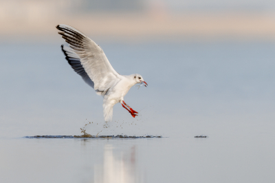 <i class='fa fa-user'></i> Katoo |   Kokmeeuw  <i class='fa fa-eye'> 258</i>  <i class='fa fa-thumbs-up'> 27</i>   <i class='fa fa-comment-o'> 16</i>